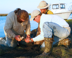 Researchers release a whimbrel and prepare to fit it with a transmitter on the Eastern Shore.
