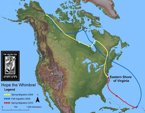 Center for Conservation Biology map shows Hope's full-circle migration.