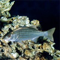 Striped bass and oysters are two of the Chesapeake Bay species that will benefit from NCBO-funded research at the Virginia Institute of Marine Science.