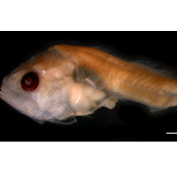 A larval fish of the family Sciaenidae, which includes familiar Bay species such as drum, spot, and croaker.