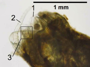 Copepod body parts are visible within the fish fecal pellet: 1, swimming leg; 2, antenna; 3, furcal rami. Image courtesy Grace Saba, Rutgers IMCS.