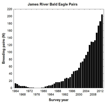 A graph traces the explosion of the eagle population along the James River from 1964 through 2013. Data courtesy of the Center for Conservation Biology.