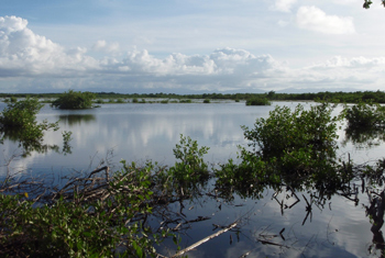 The Port Louis shooting swamp in Guadeloupe, where Goshen was shot in September 2011. Photo courtesy of the Center for Conservation Biology.