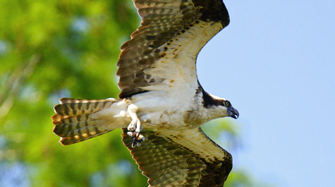 The osprey are back
