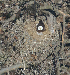 Byrd’s eye view of some birds: A photo of a Chickahominy River Eagle nest, with parent and chicks, taken from Capt. Fuzzzo’s plane during a census flight. (Photo by Bryan Watts)