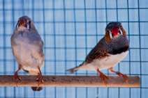 Zebra finches make good lab proxies for wild songbirds for a number of reasons, including being prolific breeders in captivity. Photo by Zach Souliere.