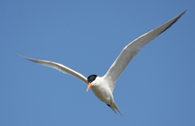 Royal terns are common offshore birds, one of a number of species whose populations may be put at risk by careless siting of wind farms. Photo by Bart Paxton.
