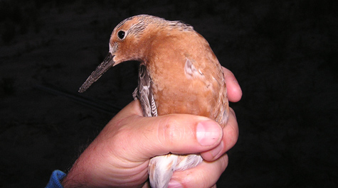 A red knot in the hand