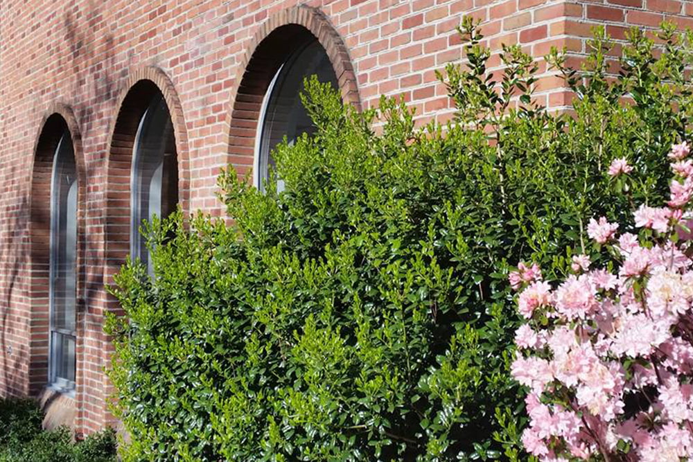 A blooming bush overshadows three window arches.