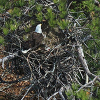 a bald eagle feeding her young in a nest within Charles City County
