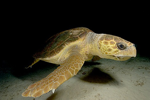 Turtle of the Bay