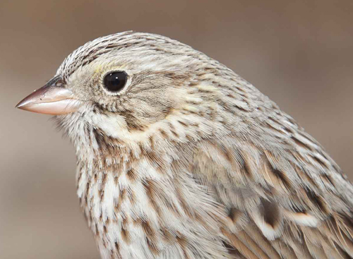 Ipswich sparrow 