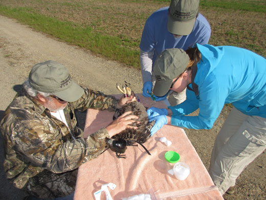 Marie Pitts (right) draws blood from the brachial vein of the eagle, assisted by Bart Paxton (left) and Brian Watts.
