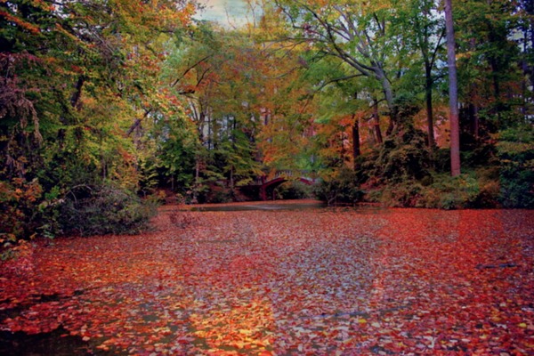 fall_crim_dell_leaves_red