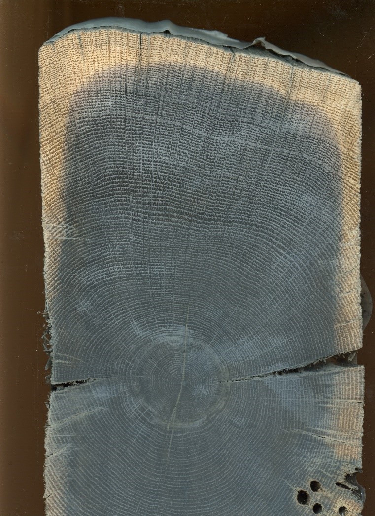 Cross section of ship timber subjected to dendrochronological analysis.