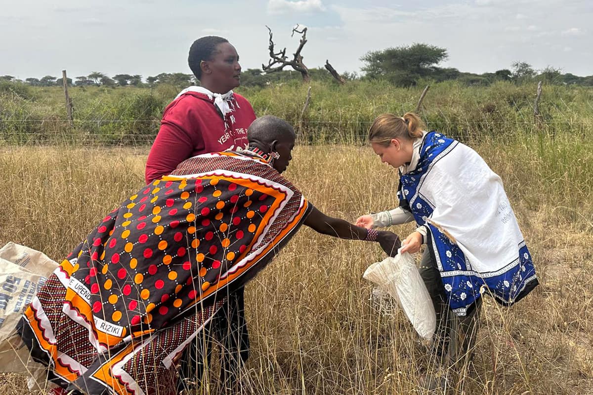 Sydney Hintz ’26 helps to harvest seeds with two members of the Maasai women’s collective in the Noonkotiak area of the Olgulului-Lalarashi Group Ranch