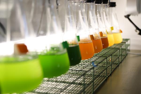 A line of lab flasks holding colorful chemicals