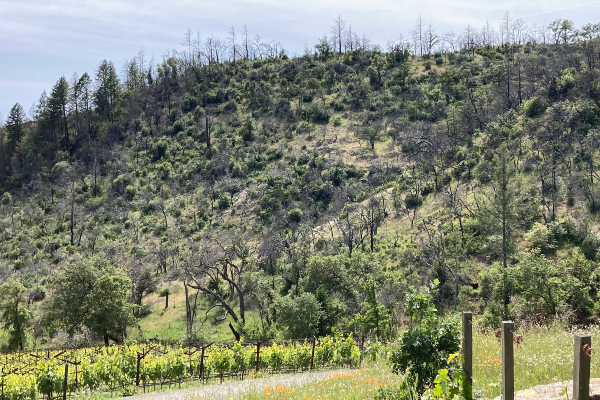 Impacts of forest fires in California.