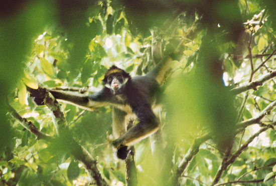 Ecudorean Spider Monkey