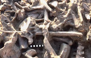 Cluster of human and animal bones at the Gordion site.