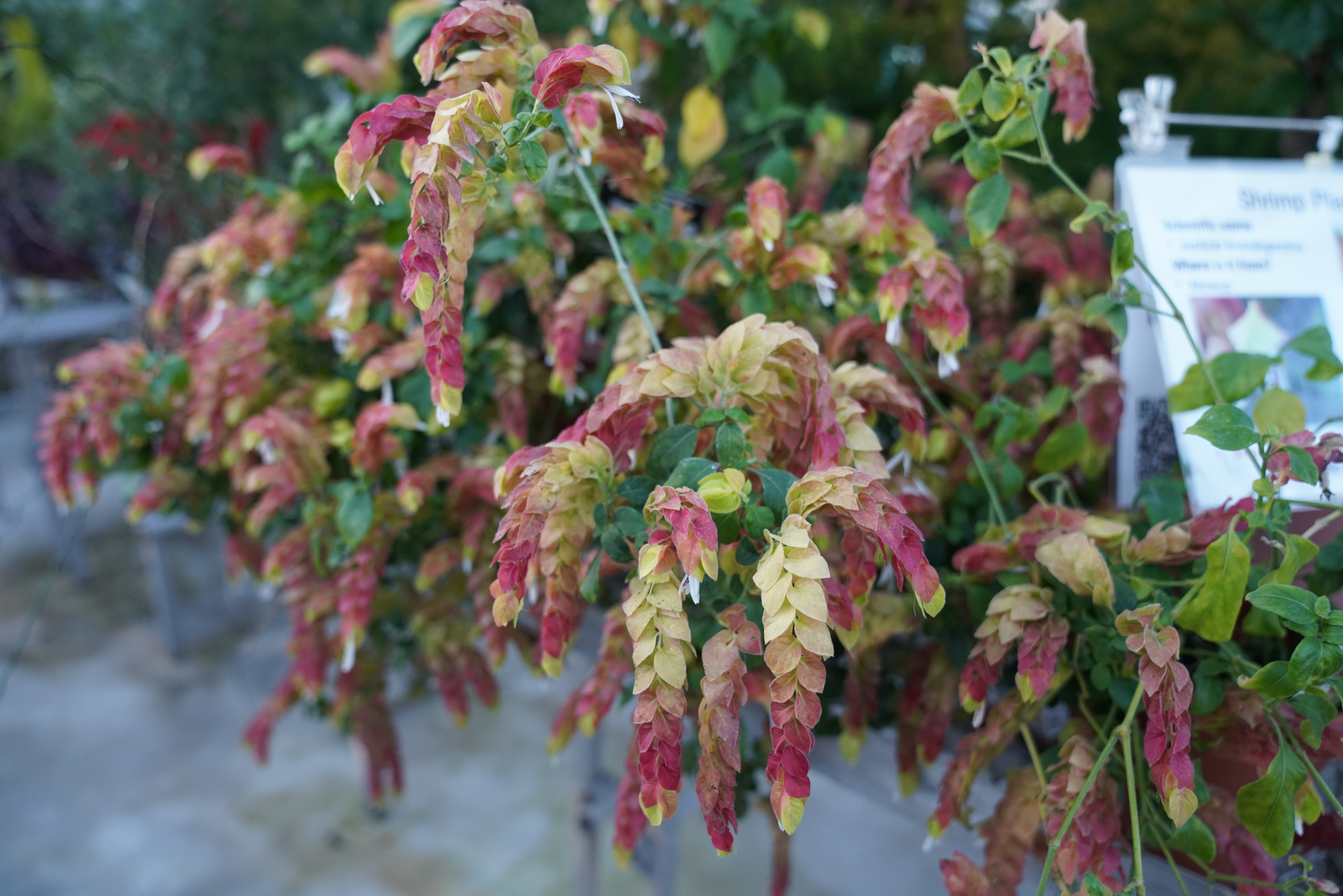 shrimp plant
