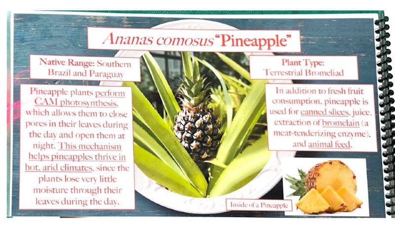 $_EscapeTool.xml($img_display)