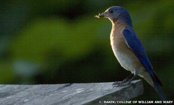 Bluebird on nest box