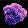 purple cells