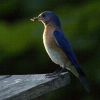 Bluebird