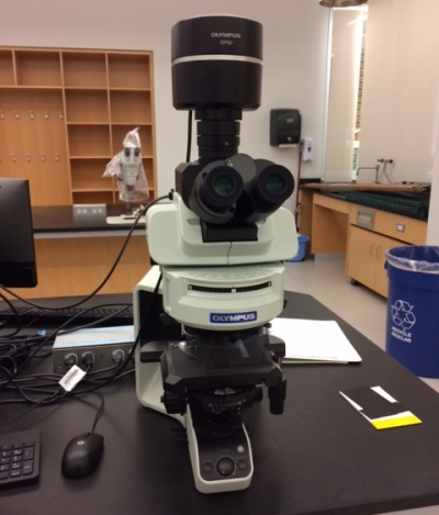Olympus epifluorescent microscope