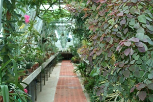 Millington Greenhouse 