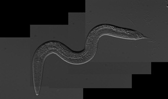 SB347 worm taken by undergraduate Kathryn Rehain