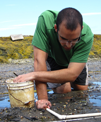 Daniel Schwab (WM '12) spent two summers conducting research on the coast of Maine, studying the effects of predator-induced plasticity on mudsnails. He was able to parlay these experiences into 3 years of funding from the National Science Foundation. 
