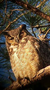 Great Horned Owl taken in Queens Lake neighborhood