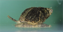 The mudsnail, Ilyanassa obsoleta, is a common member of mudflat communities along the entire east coast. They exhibit remarkable phenotypic plasticity in response to predator cues, including in their reproductive output and investment in offspring.