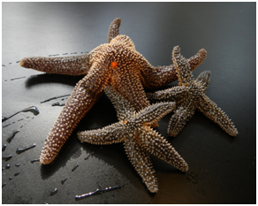 Adult seastars freshly collected from the rocky  intertidal shores of southern Maine.  
