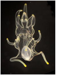 A 4-week old larval seastar bears little resemblance to the familiar form of the adults. Holly studied their development and unusual ability to clone themselves.