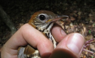 Wood Thrush - photo by Jirinec Vitek