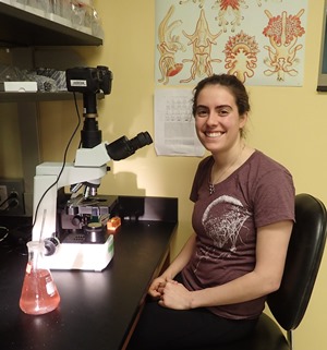 Anna Klompen, W&M '17 pictured at the microscope getting ready to count algal cells from the red solution in the beaker to feed to her larval flatworms.
