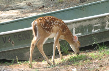 Fawn grazing on what's left of the grass by the boat near the Keck Lab.