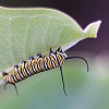 Monarch caterpillar thumb