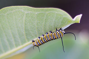 Monarch caterpillar on milkweed. Photo by Courtney Celley, US Fish and Wildlife Service