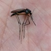 Mosquito thumbnail