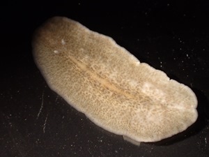Anna's study organism: the flatworm Stylochus ellipticus. This is an adult animal measuring approximately 2 cm in length. At the upper left two small stalks are visible protruding from the anterior end of the animal. These are its eyes. 