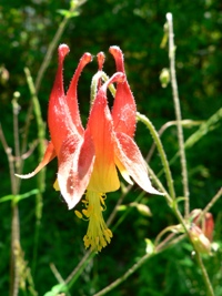 Columbine