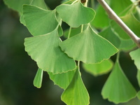 Ginkgo leaves