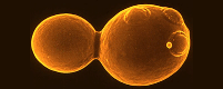 Yeast cells