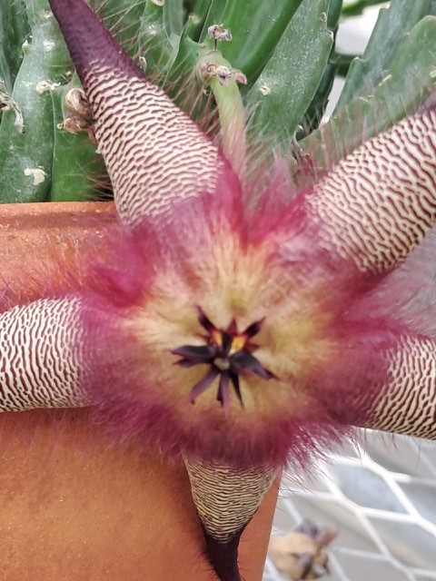 stapelia gigantea