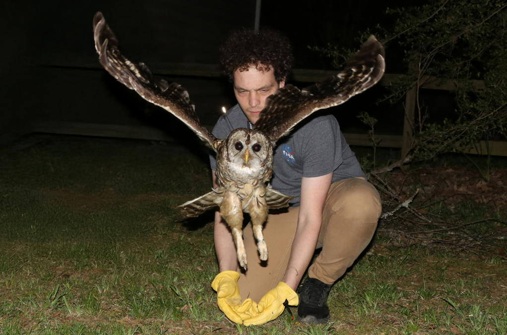 Biology graduate student Justin Biggerstaff M.S. ’26 releases a barred owl, nicknamed “Nyx