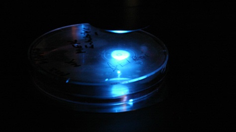 Open Lab petri dish illuminated